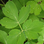 長命草の原料販売