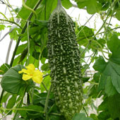 ゴーヤーの原料販売