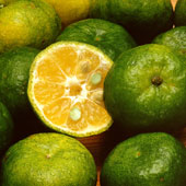 シークワーサーの原料販売