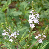 Verbena