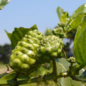 Noni