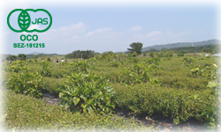 契約農家で育てる