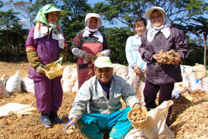 熱帯ウコンの生産者の写真